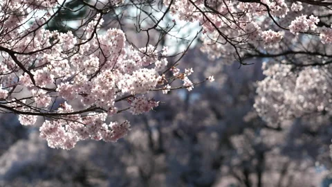 Cherry Blossoms Getting Sunlight Slowly Swaying in the Wind Stock Footage 147864095