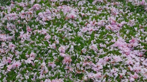 Cherry blossoms on a grass field Stock Footage 49912087