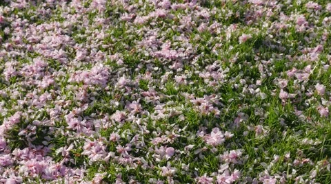 Cherry blossoms on a grass field Stock Footage 49912344