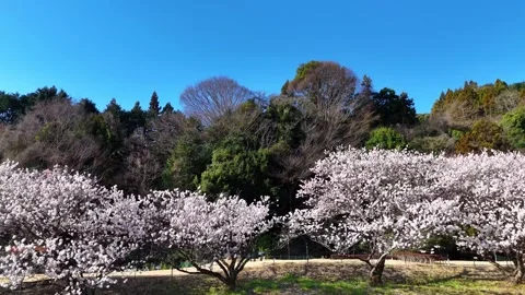 Cherry Blossoms | Green Forest | Spring Nature - 4K Aerial Video Stock Footage 333195609