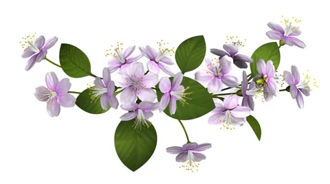 Cherry blossoms. Growing cherry branch with leaves and flowers. Isolated Stock Footage 35827744