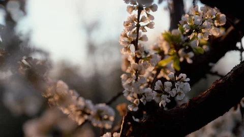 Cherry Blossoms with handheld movement Stock Footage 126671738