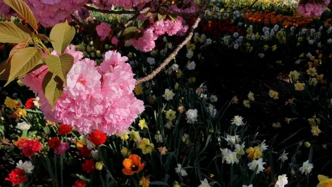 Cherry blossoms hanging in front of a flower bed Stock Footage 95913444