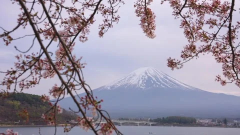 Cherry Blossoms Hanging over Mt Fuji on Overcast Spring Day in Japan Stock Footage 339766149