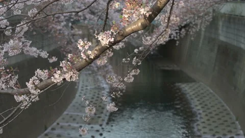 Cherry blossoms hanging over river 動画素材 175880536