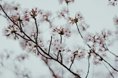 Cherry blossoms herald spring delicate beauty soft Stock Photos