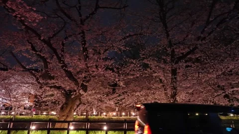 Cherry Blossoms Illuminated at Night along Shingashi River in Kawagoe, Japan Vídeos de archivo 345022128