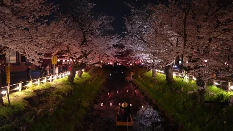 Cherry Blossoms Illuminated at Night along Shingashi River in Kawagoe, Japan 動画素材 345022129