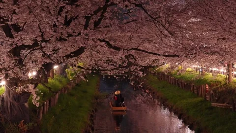 Cherry Blossoms Illuminated at Night along Shingashi River in Kawagoe, Japan Vídeos de archivo 345022135