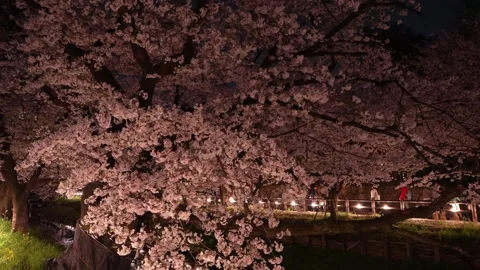 Cherry Blossoms Illuminated at Night along Shingashi River in Kawagoe, Japan 動画素材 345022144