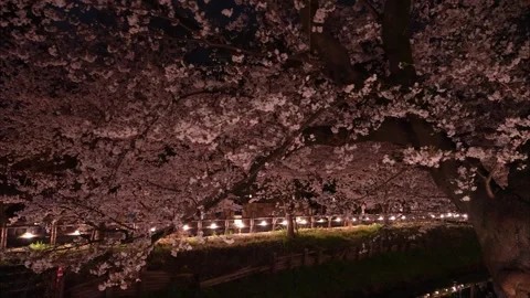 Cherry Blossoms Illuminated at Night along Shingashi River in Kawagoe, Japan 動画素材 345022147