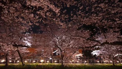 Cherry Blossoms Illuminated at Night along Shingashi River in Kawagoe, Japan 動画素材 345022149