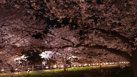 Cherry Blossoms Illuminated at Night along Shingashi River in Kawagoe, Japan Stock Footage 345022161