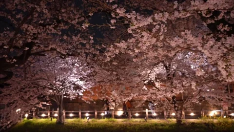 Cherry Blossoms Illuminated at Night along Shingashi River in Kawagoe, Japan Vídeo Stock 345022162