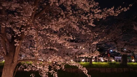Cherry Blossoms Illuminated at Night along Shingashi River in Kawagoe, Japan Stock Footage 345022165