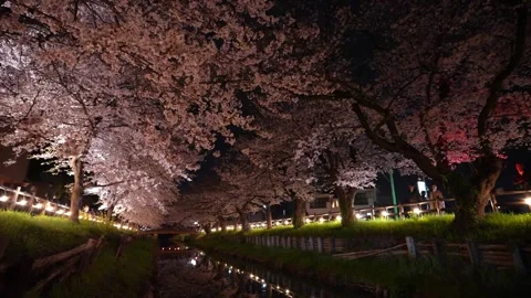 Cherry Blossoms Illuminated at Night along Shingashi River in Kawagoe, Japan 動画素材 345022166