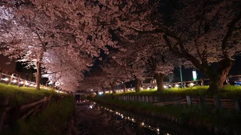 Cherry Blossoms Illuminated at Night along Shingashi River in Kawagoe, Japan Stock Footage 345022173