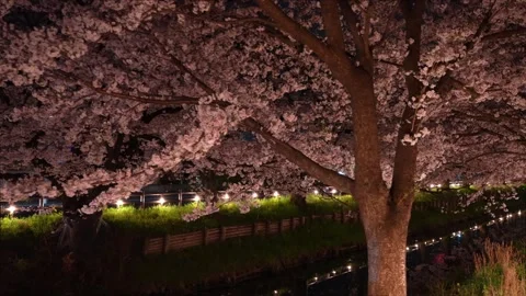 Cherry Blossoms Illuminated at Night along Shingashi River in Kawagoe, Japan 動画素材 345022177
