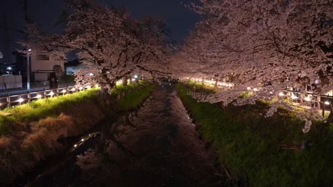 Cherry Blossoms Illuminated at Night along Shingashi River in Kawagoe, Japan Stock Footage 345022182