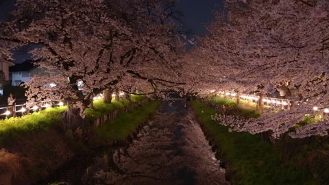 Cherry Blossoms Illuminated at Night along Shingashi River in Kawagoe, Japan 動画素材 345022186