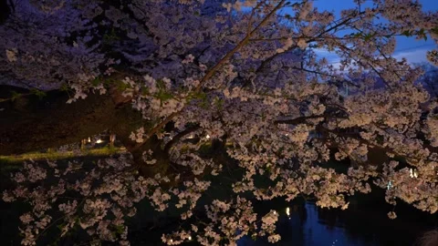 Cherry Blossoms Illuminated at Night along Shingashi River in Kawagoe, Japan 動画素材 345022222