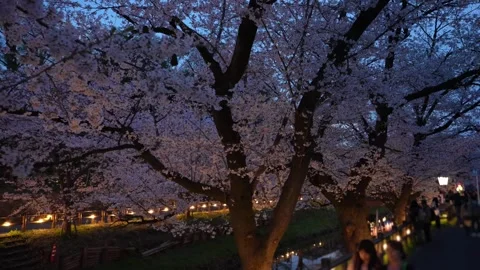 Cherry Blossoms Illuminated at Night along Shingashi River in Kawagoe, Japan 動画素材 345022237