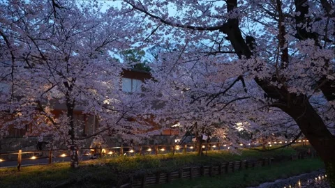 Cherry Blossoms Illuminated at Night along Shingashi River in Kawagoe, Japan Stock Footage 345022241