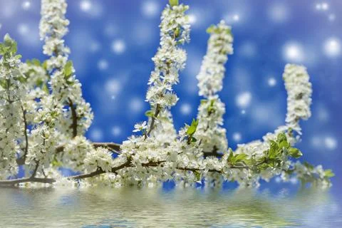 Cherry blossoms Stock-Illustration