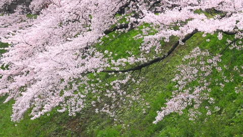The Cherry Blossoms of the Imperial Palace Stock Footage 327558662