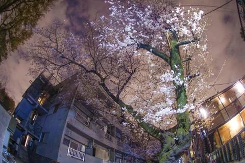 Cherry blossoms of Inokashira Park Stock Photos