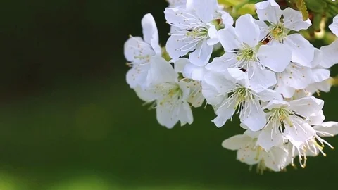 Cherry blossoms isolated on green. Stock Footage 90122485