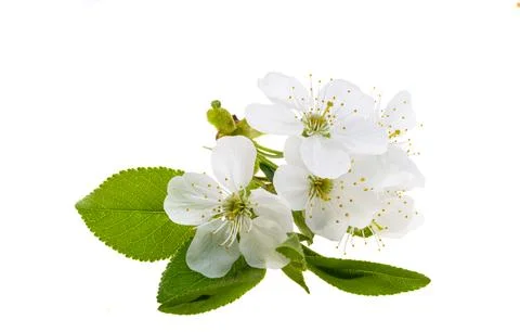 Cherry blossoms isolated Stock Photos