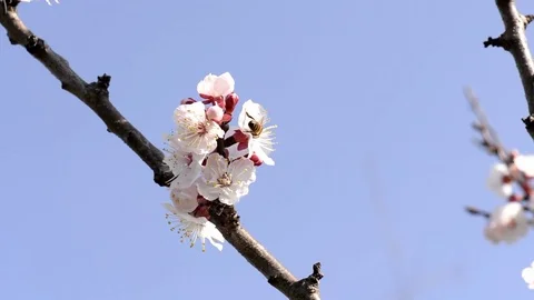Cherry blossoms in Japan Video stock 73479994