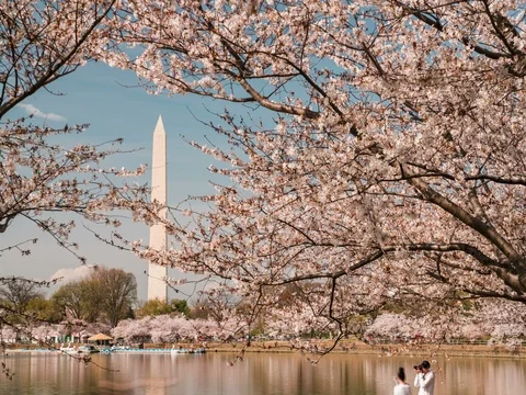 Cherry Blossoms at Jefferson Stock Footage 74097425