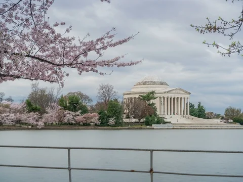 Cherry Blossoms at Jefferson Stock Footage 74098717