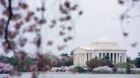Cherry Blossoms Jefferson Memorial 2015 [Pan, Focus Pull] Stock-Footage 49004580