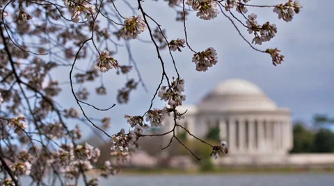 Cherry Blossoms Jefferson Memorial Static Stock Footage 37056955