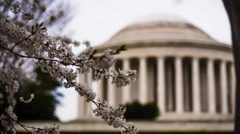 Cherry Blossoms by Jefferson Memorial Static Stock Footage 37182854