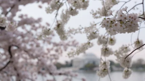 Cherry Blossoms at Jefferson Memorial [Static, Focus Pull] Stock Footage 49120543