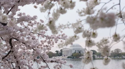 Cherry Blossoms at Jefferson Memorial [Static, Focus Pull] Stock-Footage 49120608