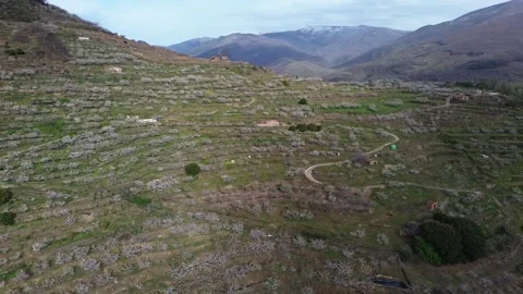 Cherry blossoms in the Jerte Valley in spring. Extremadura, Spain Stock Footage 269950670