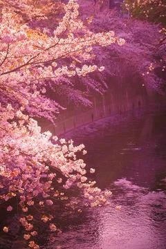 Cherry blossoms in Kanda River and dusk Stock Photos