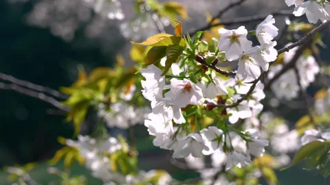 Cherry Blossoms in Leaf Swaying in the Wind Video stock 307751632