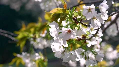 Cherry Blossoms in Leaf Swaying in the Wind (ZOOM IN) 스톡 동영상 307751660