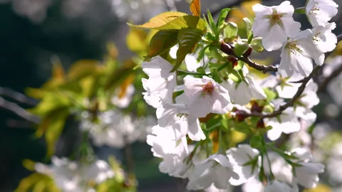 Cherry Blossoms in Leaf Swaying in the Wind (PANNING) Stock Footage 307752597