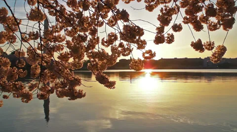 Cherry Blossoms - Light Shines Through Blosoms Video stock 38599528