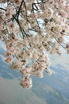 Cherry blossoms limbs Stock Photos