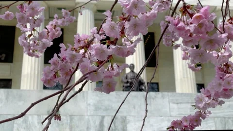 Cherry blossoms with Lincoln statue Video stock 155358795