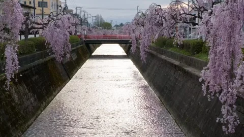 Cherry blossoms lining a canal . Stock Footage 272608795
