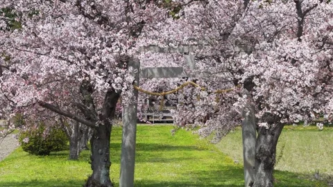 Cherry Blossoms Lining Peaceful Park With Torii Gate in Kameoka Stock Footage 340863680